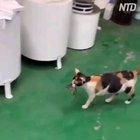 does this cat sharing food with a mouse count ?