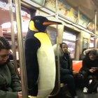 NYC is a whole different country