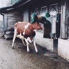 Happy cow loves her brush, does the happy dance and gets busted.