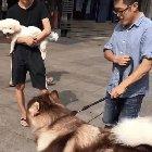 Big boy asking to be treated like a baby for old times sake