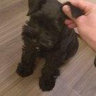 guess who wants cuddles and ear scratches ? Yep, it's Maya - The mini-Schnauzer!