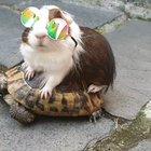 Mr Turtle and Mr Pig