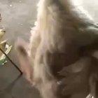 Ce pui e asta admine