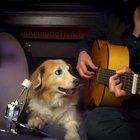 The office theme song, with the help of a dog