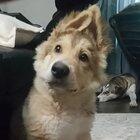 More people need to see my confused puppy!