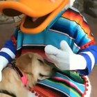 Nala, The Service dog, Got to Meet Donald the duck and They Became The Best Of Friends