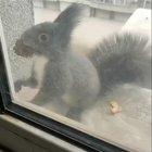 Hungry squirrel exchanges seed for dried nuts with human