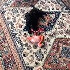 New puppy, here’s how the cat is coping.