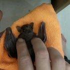 This is the cutest thing I've watched today