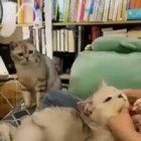 Poor cat feels left out