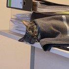 Monday morning motivation level: office cat