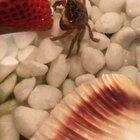 Baby crab eating a strawberry