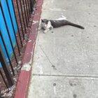 Cat wins a new life.