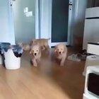 Small fluffy boy has a little bonk