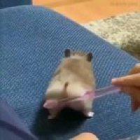 escovadinho cellfofo