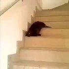 a very rare sighting of a liquid cat ! 🐈😸