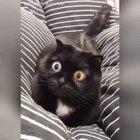 I'll have what he's having, please!