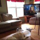 cat's enjoying dog's new cone... don't think dog feels the same way