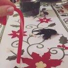 🔥 Beetle mandibles