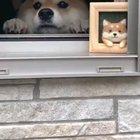 Doggo comes into Frame