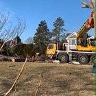 Very rare footage of tree being assembled