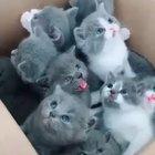Enjoy this box full of kittens