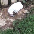 Muddy dog decides to run into the house.