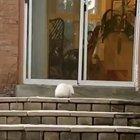 Wiggle Wiggle Wiggle