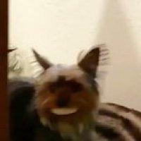 Even Dogs Get Bored On Quarantine? :D