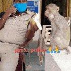 Police Officer feeding an amputee Monkey. ( Originally posted in r/HumanBeingBros )