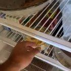 I wonder if kookaburra’s eat pasta