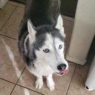 Ice is cheaper than treats.