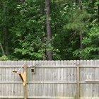 F this squirrel in particular (not OC)