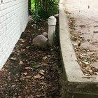 Found these “possums on the half shell” (as my dad calls them) in my yard this morning!