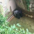 Harambe will make a man out of you