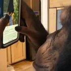 Шимпанзе чекает Инстаграмм