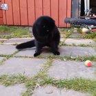 I think the cat just broke