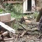 Cepo explosivo de madeirakkk