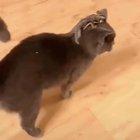 This cat with a sugar glider on their head