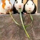 Guinea pigs find out they were eating the same piece of grass