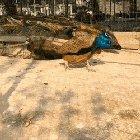 The way Peacocks shake their bums in a dance to deploy the majestic Train