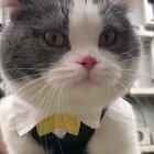 Talking grumpy puss.