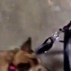 This dog failed every one of his service dog tests, but honestly hes still a very good boy