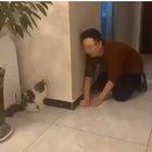 Kitty knew it was coming, still startled...TWICE! 😻