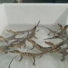 Not only are baby crocodiles cute they sound like little lazers too