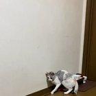 Just a cat enjoying herself