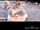 monkey eat porak!!;!!