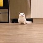 Illegal amount of cuteness