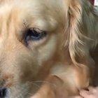 Пёсель помогает птичкам со стройматериалом