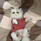 What a cute kitty... oh wait...